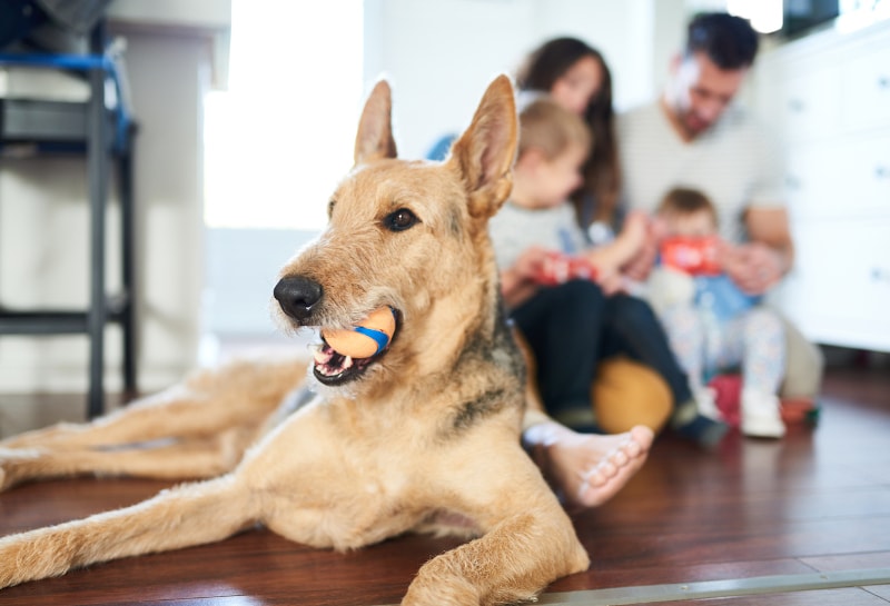 3 Ways Pets Can Have a Negative Impact on HVAC Systems